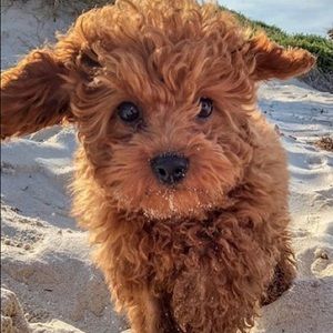 Meet your Posher, Barbara